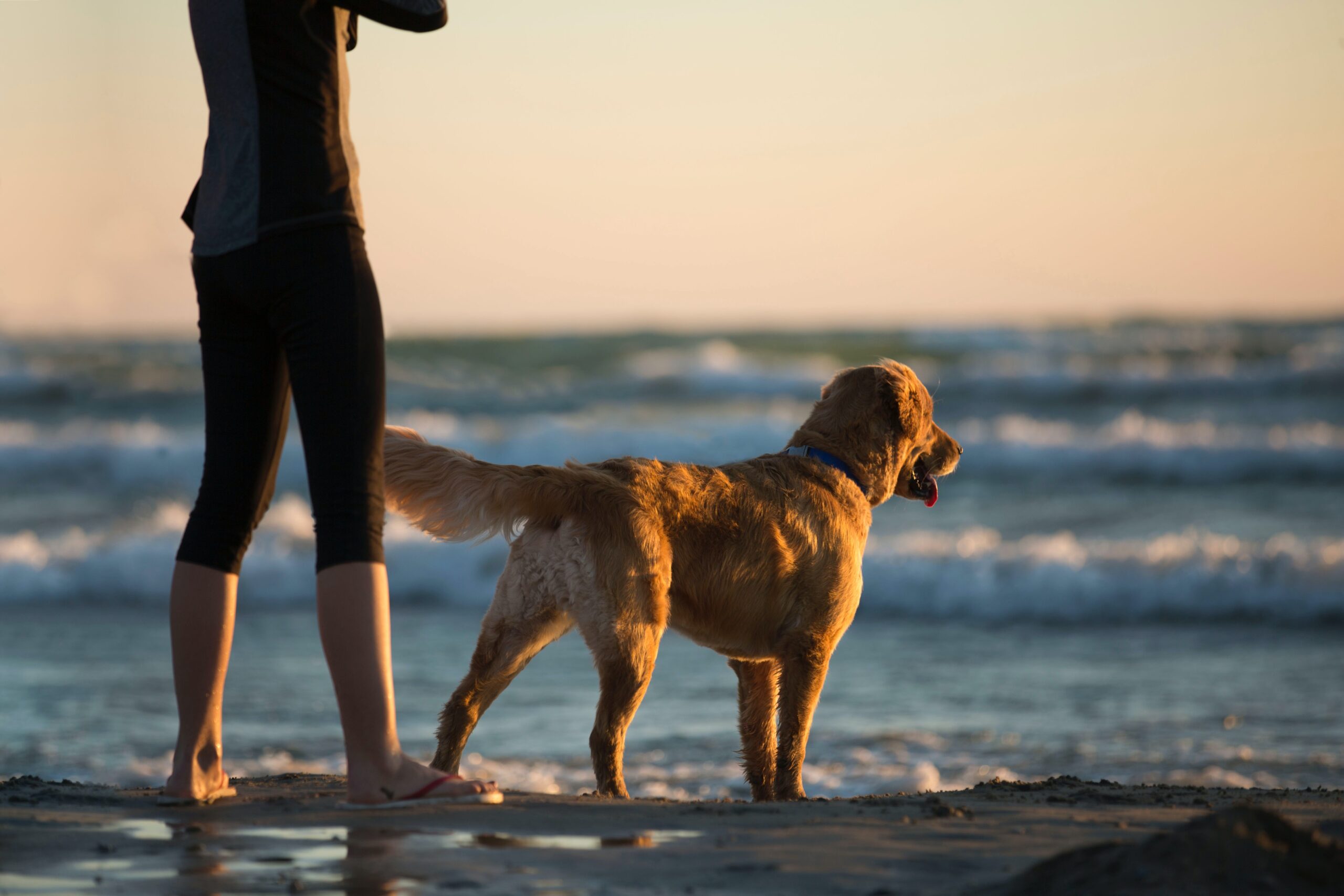 cane e padrona al mare