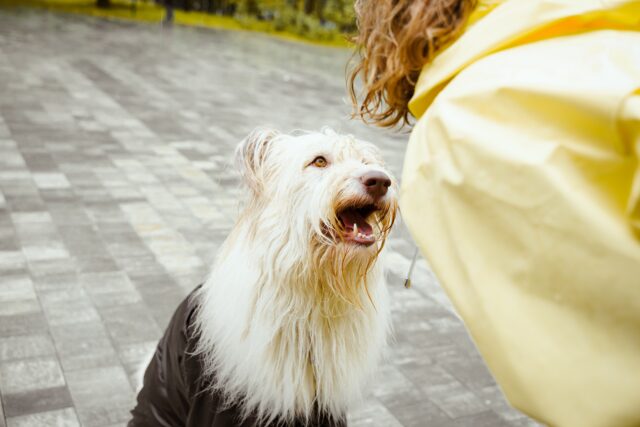 Perché ai cani piacciono gli esseri umani?