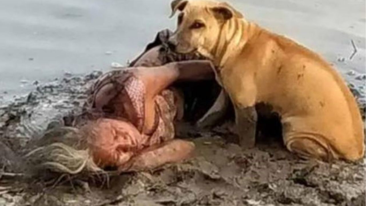 un cane randagio con una donna