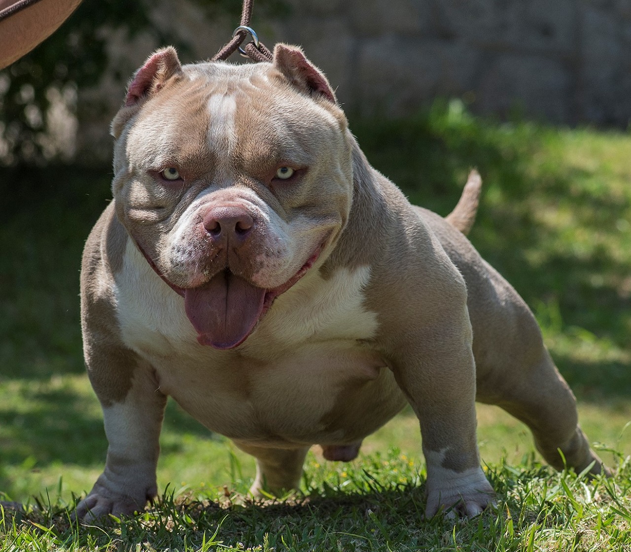 Cane di razza American Bully