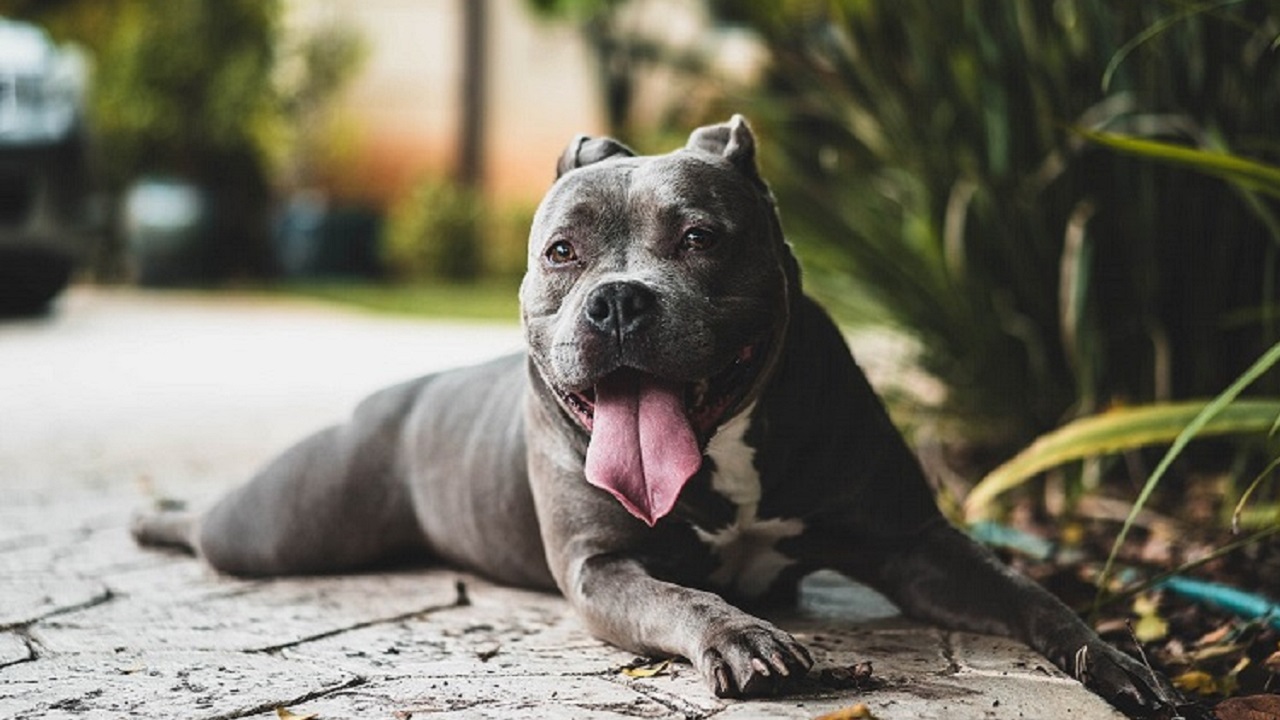 American Bully sdraiato a terra