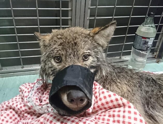 Animale bloccato nel lago ghiacciato salvato dai lavoratori che pensano sia un cane