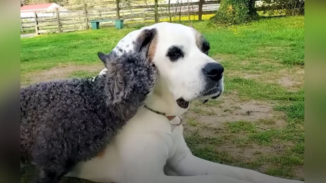 capretta si appoggia su un cane
