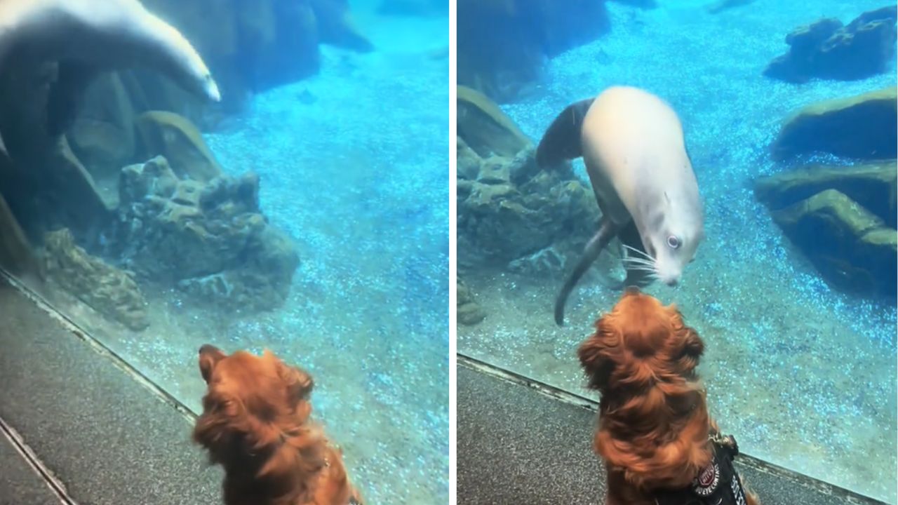 cane che fissa un leone marino all'interno della vasca