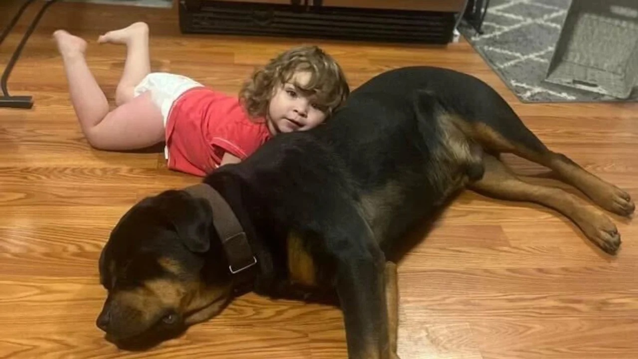 Bimba dorme sul cane