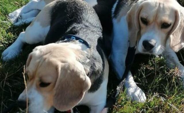 due beagle