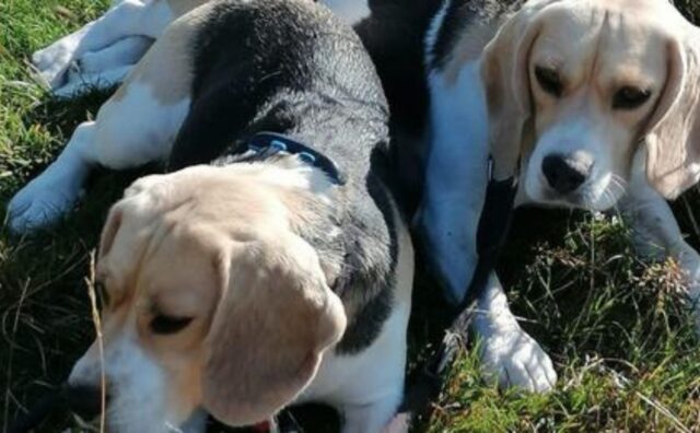 Pur di cercare i suoi cani, un uomo ha deciso di passare una notte al buio nel bosco da solo: doveva ritrovarli a tutti i costi