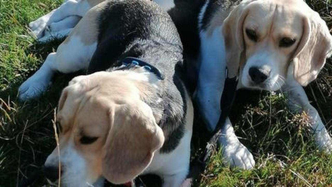 due beagle