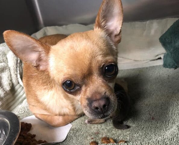 Cagnolina in travaglio investita da un’auto: riesce a dare alla luce il suo cucciolo