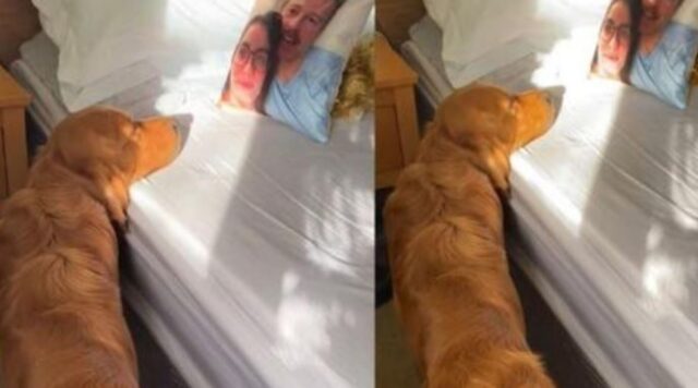 Sul letto c’è un cuscino con la foto dei suoi proprietari e il cane inizia a pensare che siano lì, a dormire accanto a lui