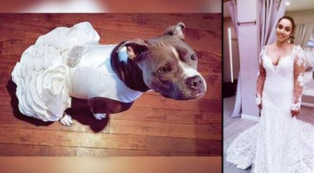 un cane vestito da sposa