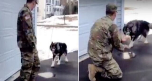 un cane con un soldato