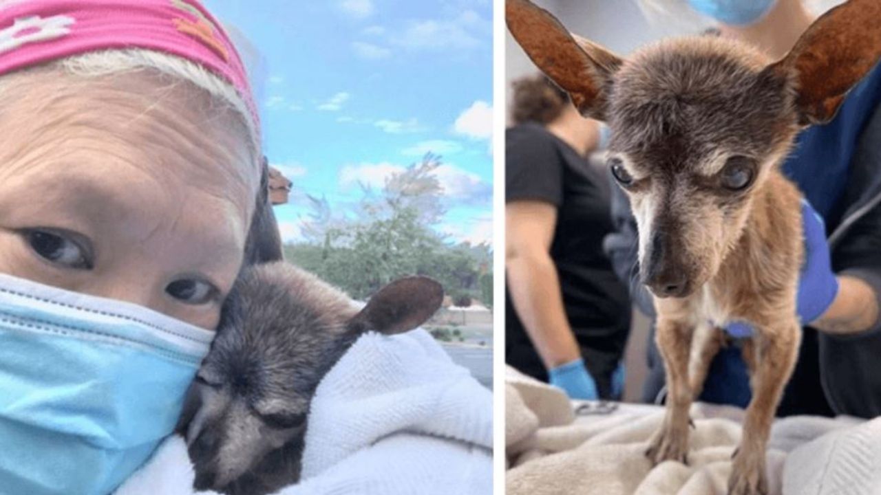 Una donna con un cane anziano