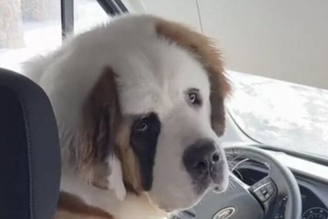 un cane in macchina