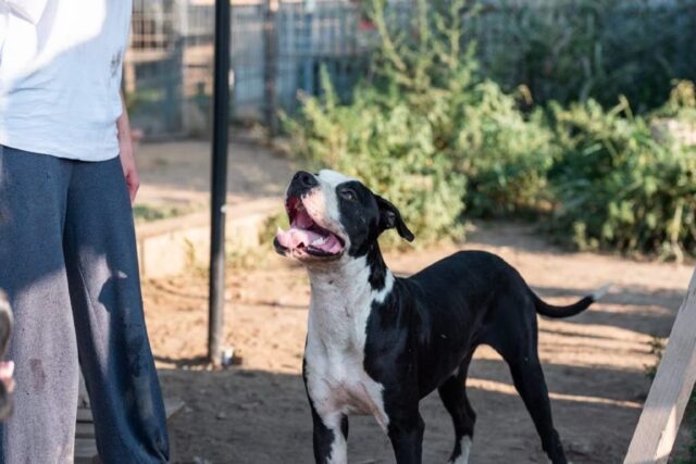 Cane abbandonato sopravvissuto per miracolo cerca una casa per sempre