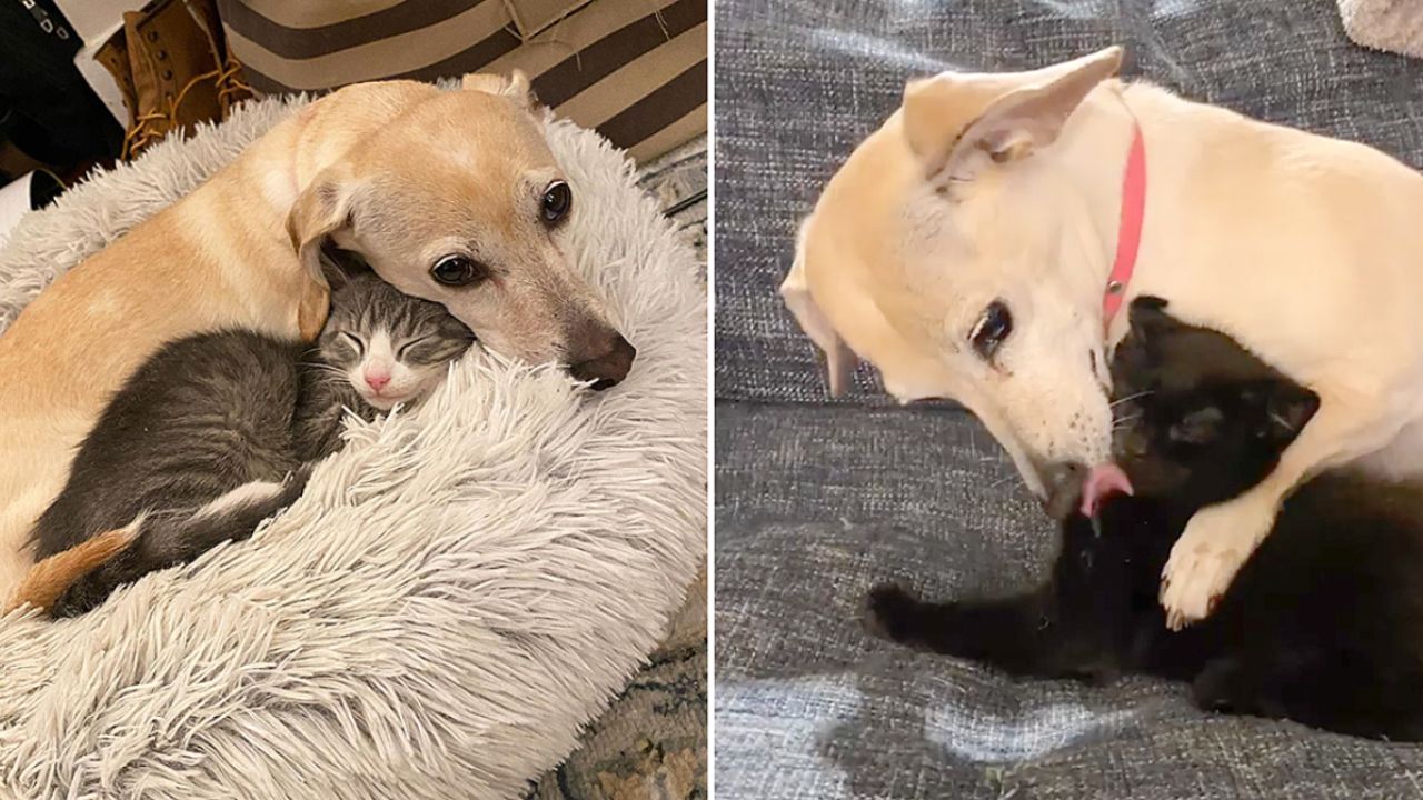 cane e gatto sul cuscino