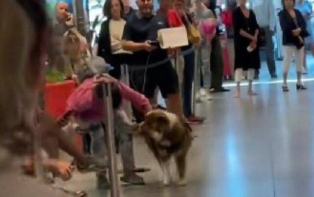 Cane accoglie la sua mamma umana in aeroporto: la sua reazione è meravigliosa