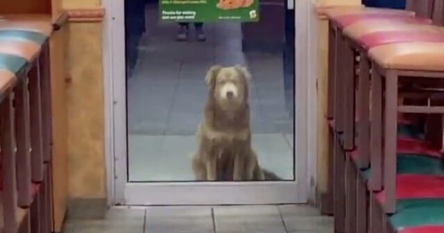 Cane davanti alla porta del fast food