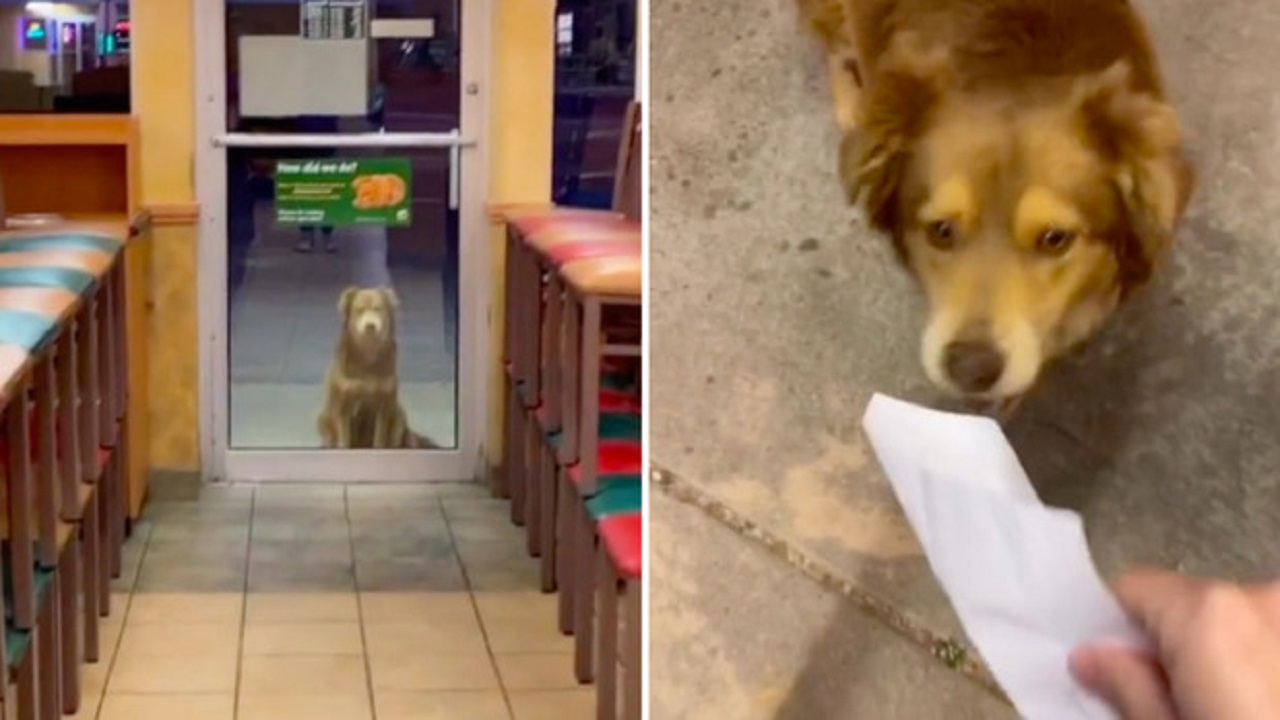 Cane mangia al fast food