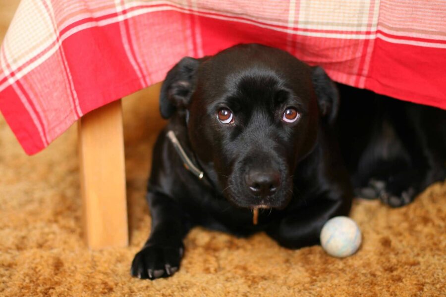 cane nero sotto al letto