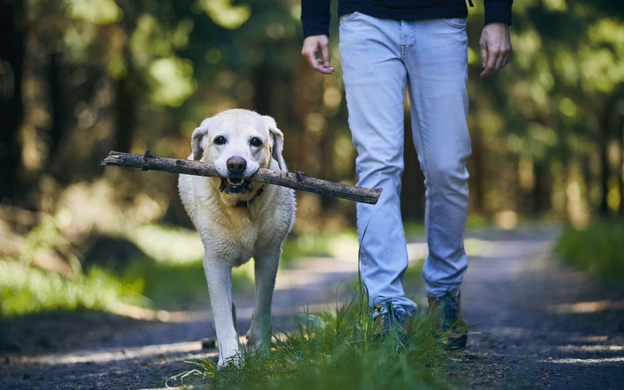 cane col bastone in bocca