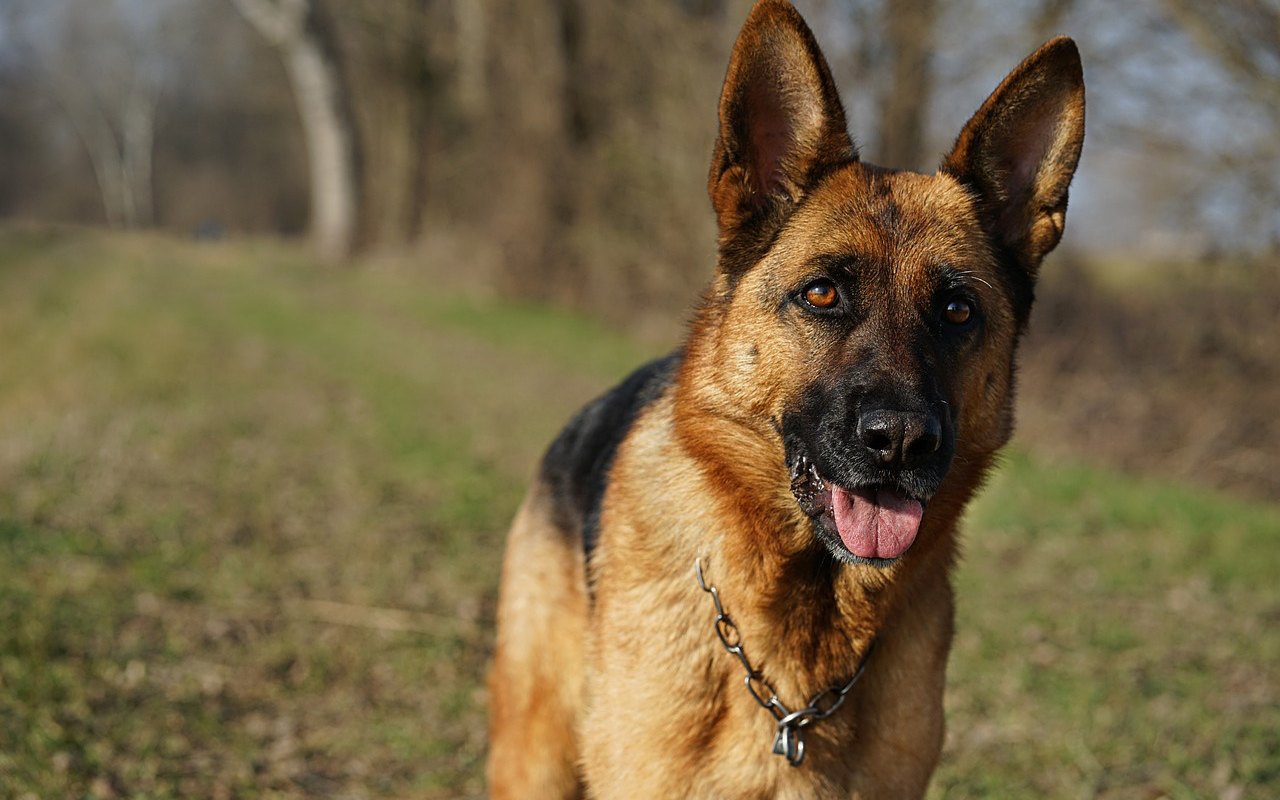 cane pastore tedesco