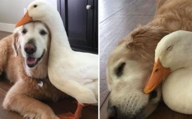 Sì, questo Golden Retriever ha un’amica molto speciale e non intende separarsene (VIDEO)