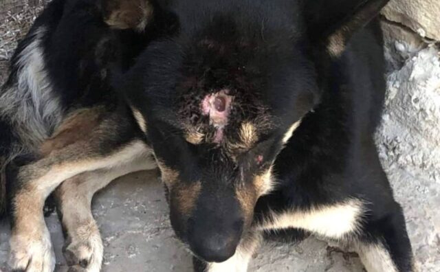 È stata trovata con un buco in testa: questa cagnolina vagava vicino Cagliari, sofferente e sola