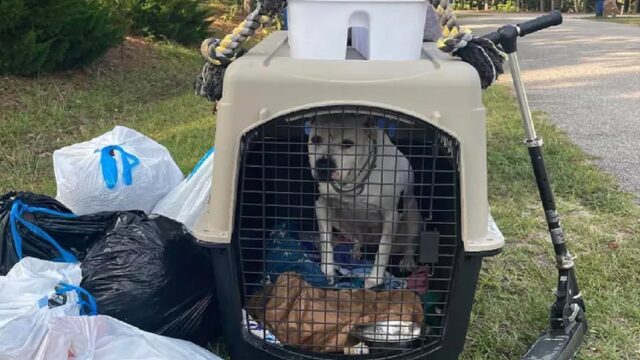 Cane buttato nella spazzatura nella Carolina del Nord trova una nuova casa amorevole