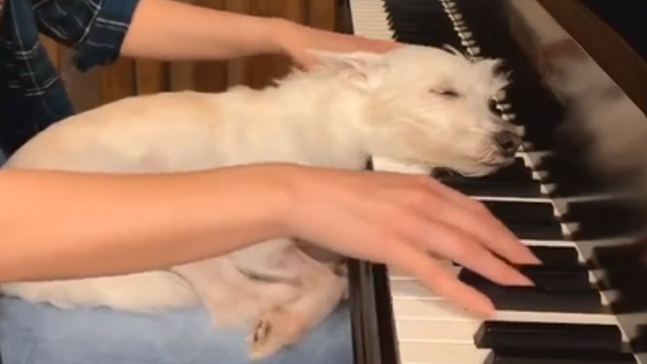 cane che ascolta la musica