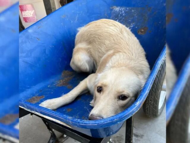 La cagnolina portata in una carriola per essere abbattuta ottiene una seconda possibilità