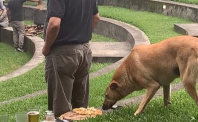 Un vero maestro del furto: il cane acchiappa un pezzo di pizza con un colpo che farebbe invidia a Lupin (VIDEO)