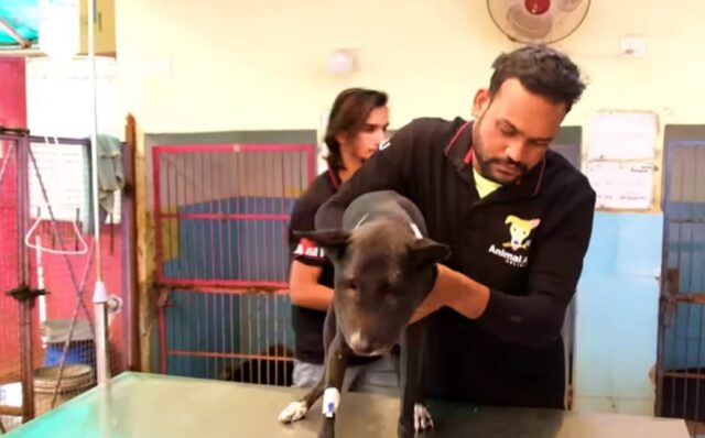 Cane con ascesso viene salvato dai volontari appena in tempo