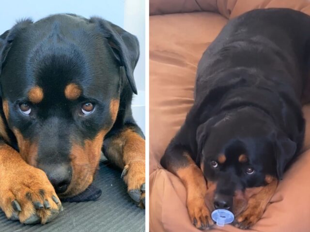 L’enorme rottweiler si comporta come un bimbo sfoggiando il suo ciuccio e tutti si sciolgono per la tenerezza