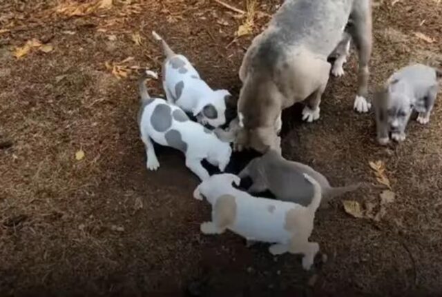 Sorpresa! La nuova famiglia di questa cagnolina non aveva assolutamente idea che fosse incinta