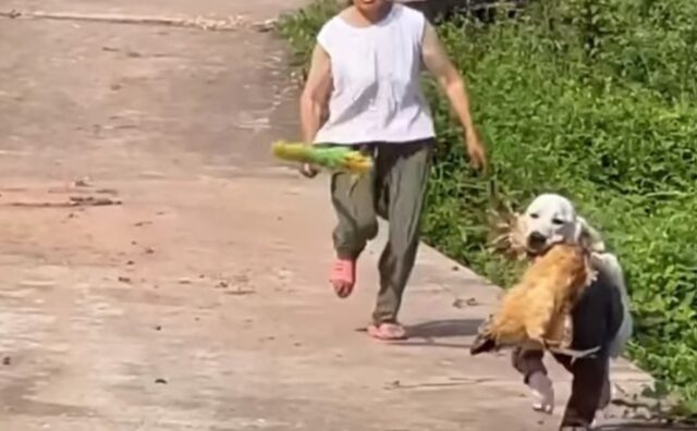 Vuole salvarla o mangiarla? Intanto questo cane fugge a perdifiato con la gallina in bocca (VIDEO)