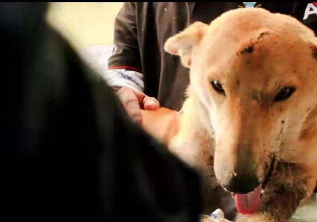 Cane con la mascella rotta chiede aiuto per essere curato