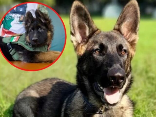 Ecco Roko, il cane da soccorso che sarà il sergente canino di Arkadas