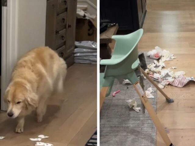 Questo Golden Retriever sfoggia tutta la sua abilità nel fare gli occhioni dopo aver combinato un vero pasticcio