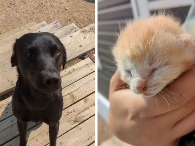 Il cane porta alla sua mamma umana un gattino e la sua faccia orgogliosa è impagabile