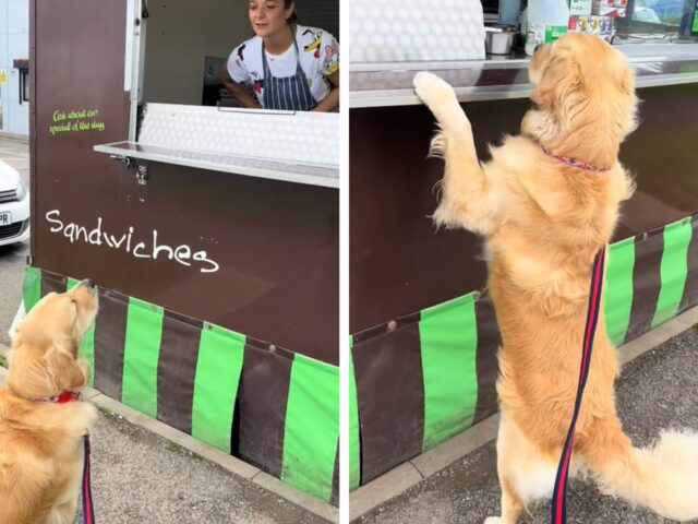 Sì, questo Golden Retriever intelligentissimo ha imparato a ordinare da solo il suo cibo preferito