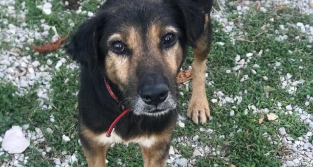 Cane di pietra torna a vivere grazie agli Angeli Blu dell’Oipa di Teramo