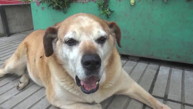 Cane di strada cileno simbolo dei randagi vola sul ponte dell’arcobaleno a 22 anni