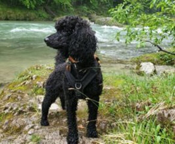 Cane di un allevamento illegale di cuccioli viene salvato e inizia a girare il mondo