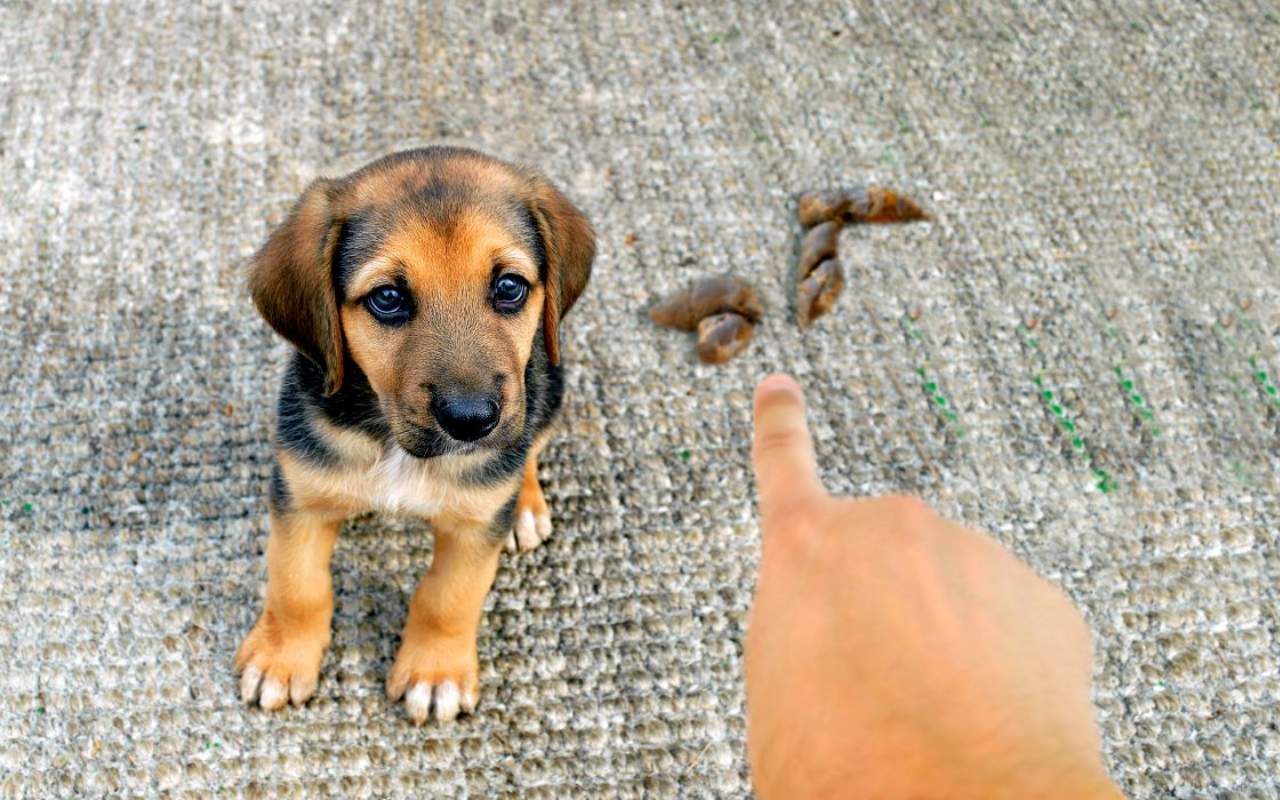 cagnolino che ha fatto la cacca sul tappeto