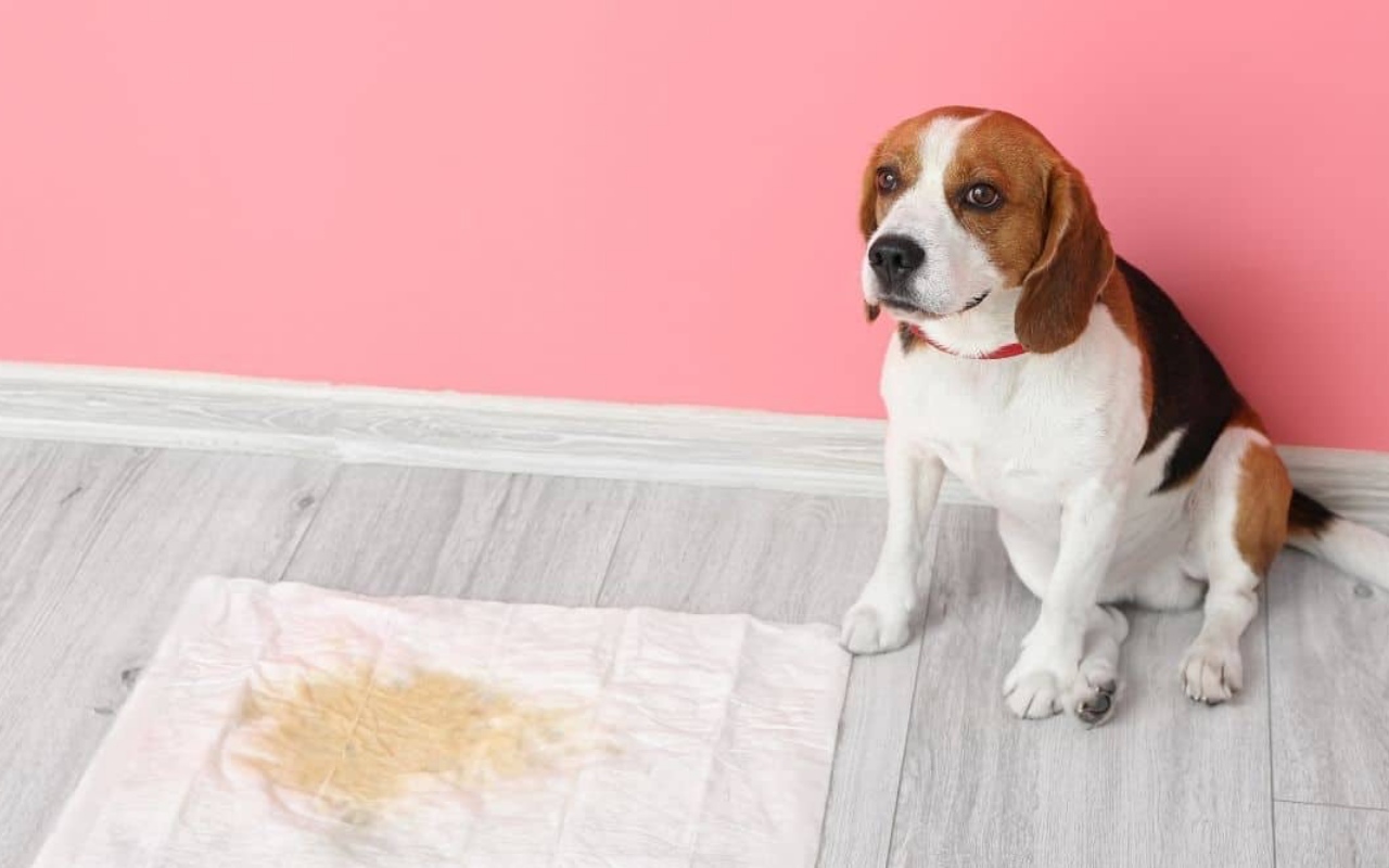 cane che ha fatto pipì sulla traversina