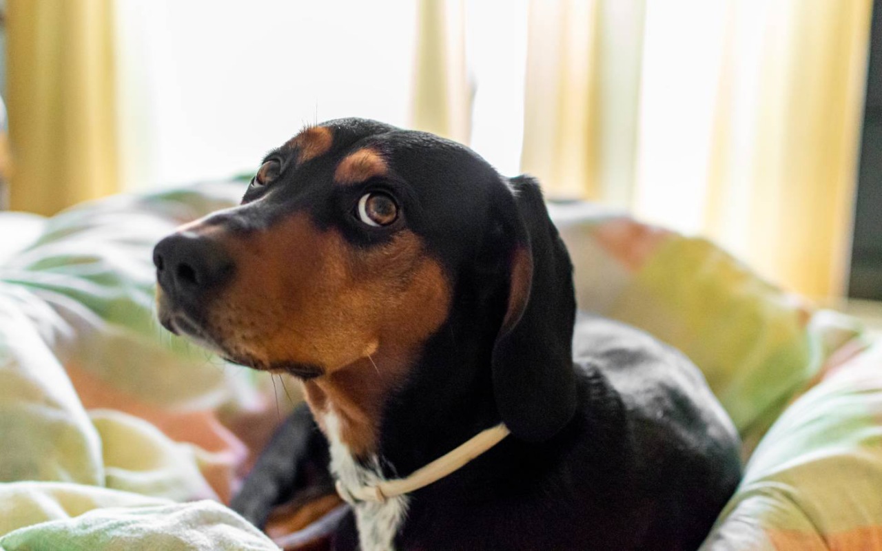 cane con lo sguardo colpevole