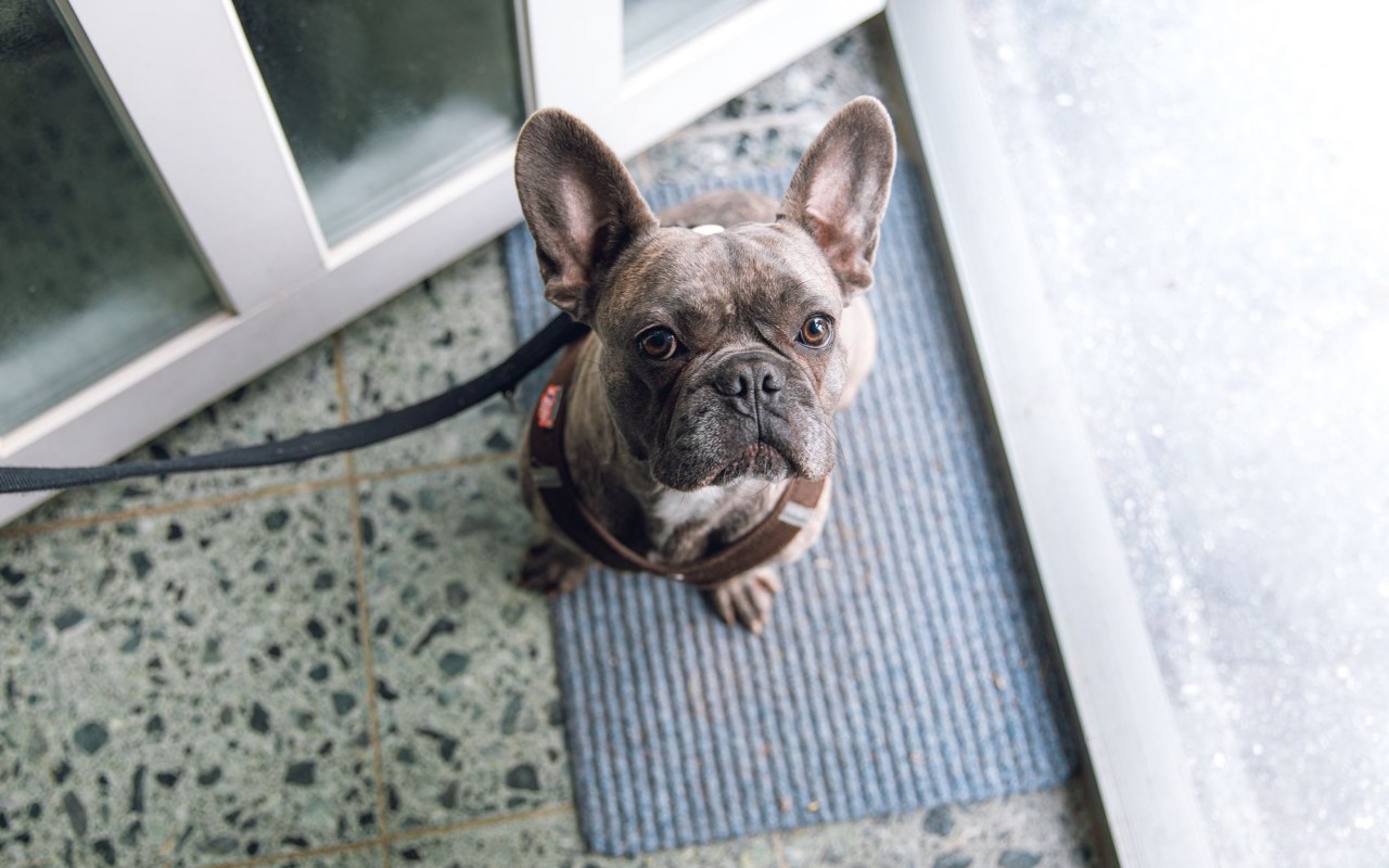 cane pronto per la passeggiata