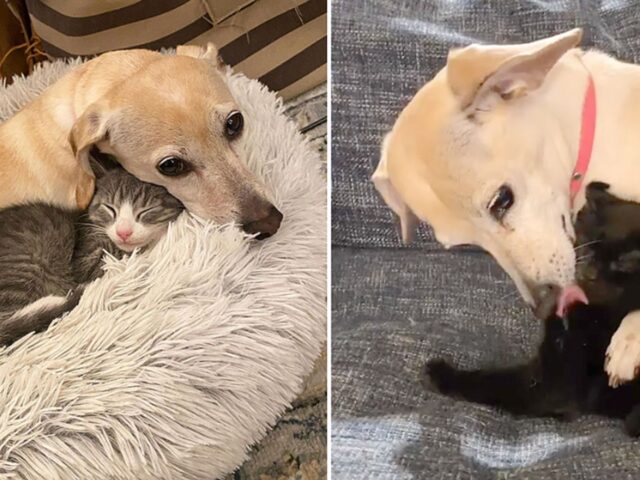 La cagnolina Kona è una mamma magica: si occupa dei suoi gattini con un amore infinito