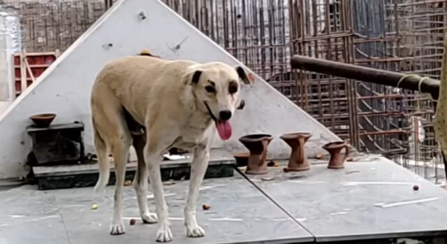 Intervento chirurgico d’urgenza per salvare un cane ferito all’occhio in un incidente